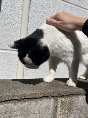 SHINNOSUKE(ｼﾝﾉｽｹ) 猫に癒される