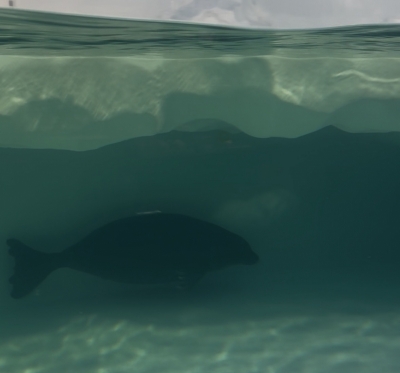 SHINGETSU(ｼﾝｹﾞﾂ) アザラシ