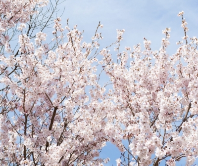 AYUMU(ｱﾕﾑ) 先月の御礼✨