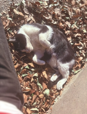 MOCHI（ﾓﾁ） 落ち葉に埋もれる猫。