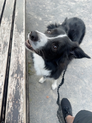 ATSUMU(アツム) ノエルと朝んぽ