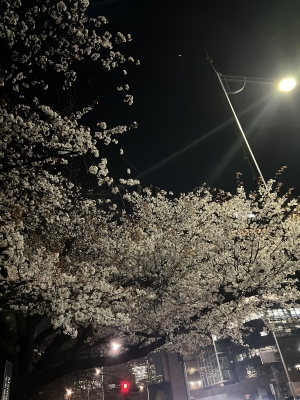 YUSHIRO(ﾕｳｼﾛｳ) 夜桜です✨