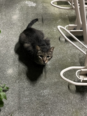SHINNOSUKE(ｼﾝﾉｽｹ) どもねこおじです