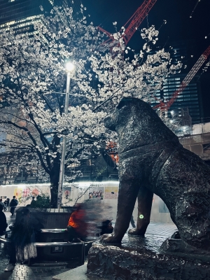 KONOSUKE(ｺｳﾉｽｹ) 夜桜ハチ公