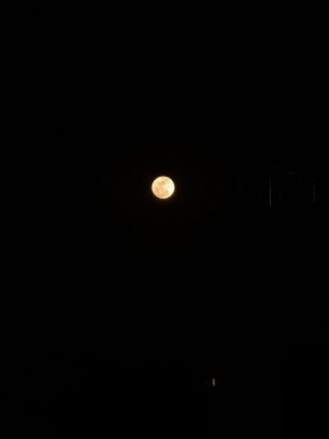 UTTY(ウッチー) 満月🌕