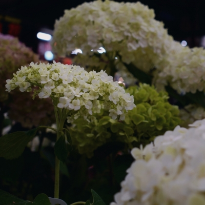 MUGI(ﾑｷﾞ) 紫陽花、見に行った？