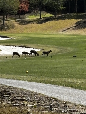 OZ(ｵｽﾞ) この後スタッフが美味しくいただきました