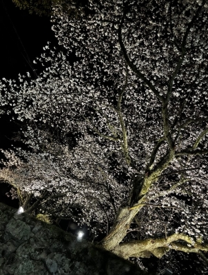 ASAHI(ｱｻﾋ) お出かけ