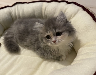 HIO(ﾋｵ) 4月もよろしくお願いします🌸