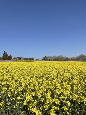 ATSUROU(ｱﾂﾛｳ) 春だよね🌼