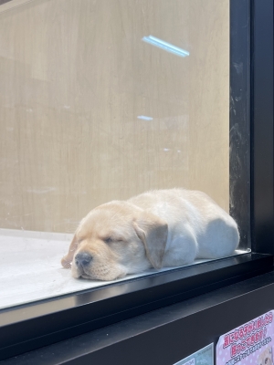 TOPI(ﾄﾋﾟ) むにゃむにゃ💭　