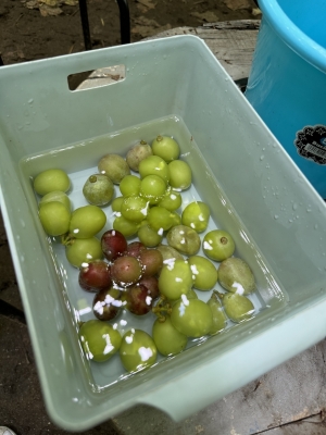 WAKA(ﾜｶ) シャインマスカット✨