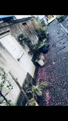 MEGURU(ﾒｸﾞﾙ) 桜もどこでもドアに入りたがってんじゃん