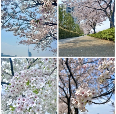 KONOSUKE(ｺｳﾉｽｹ) 桜綺麗