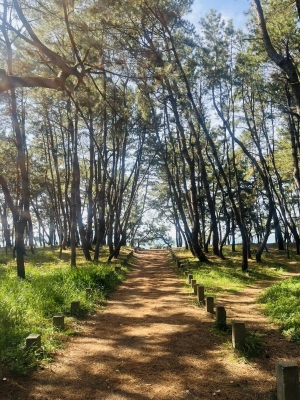 IKUTO(ｲｸﾄ) 3月の御礼