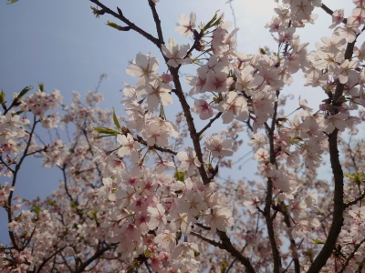 TAKU(ﾀｸ) 花見