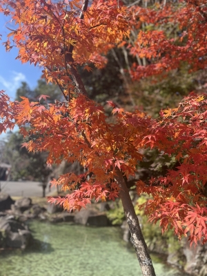 SAITO(ｻｲﾄ) 秋が色付いて。