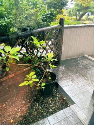 TSUBASA(ﾂﾊﾞｻ) しとしと雨☔️