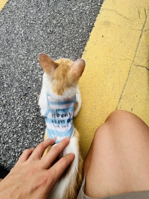 MOCHI(モチ) 訳がある。