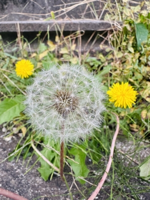 FUKAMI(フカミ) 小さな秋みつけた