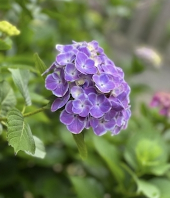 UI(ウイ) すきな花