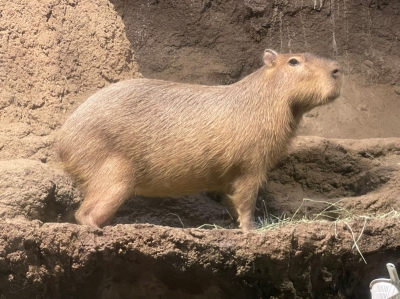 SYOKICHI(ショウキチ) カピパラの人生って絶望らしいです