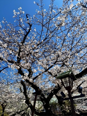 TAKAYA（ﾀｶﾔ） 桜の季節が1番好き