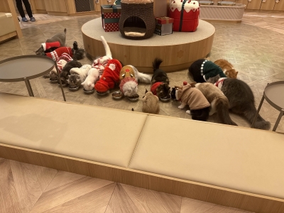 MOMIJI(ﾓﾐｼﾞ) 【12月毎日投稿】～猫さんたちと戯れたんサ～