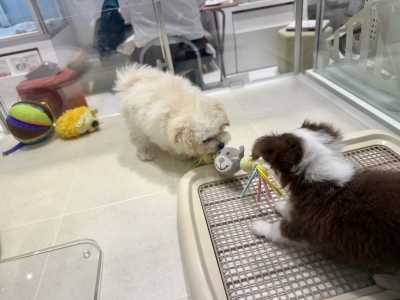 KIRITO(ｷﾘﾄ) 譲れない戦い