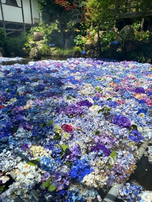 TAKAYA（ﾀｶﾔ） 紫陽花が綺麗