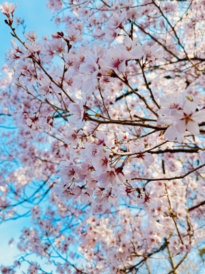 NAGASE(ナガセ) 🌸