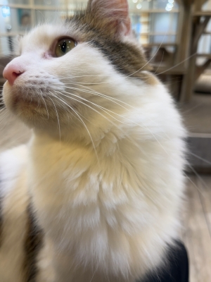 ARASHI(ｱﾗｼ) 【🐈】