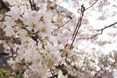 NIA(ﾆｱ) 「大切なプレゼントこそリボンは付いていないから見逃さないでね」