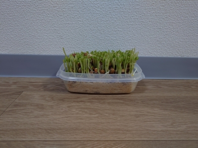 RIMURU(ﾘﾑﾙ) おはよー！