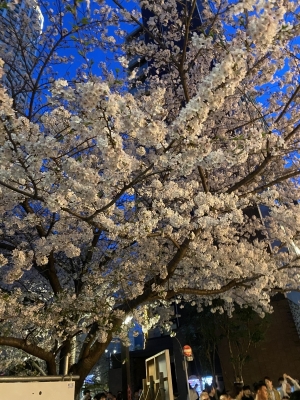 MAKITO(ﾏｷﾄ) 桜！（第二弾）