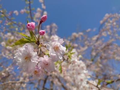 AYATAKA(ｱﾔﾀｶ) 桜の下で深呼吸