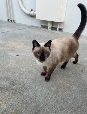 JIO(ジオ) 可愛い猫見つけた^ ^