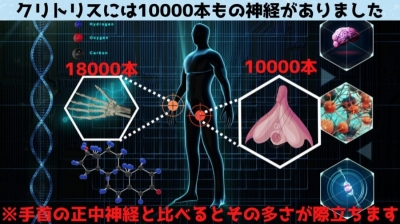 CHIAKI(チアキ) クリの神経繊維は1万本