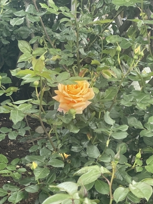 HIO(ﾋｵ) 今年行きたい場所🌹🌷