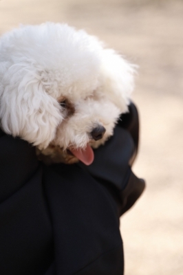 MASH(ﾏｯｼｭ) いっぬ！