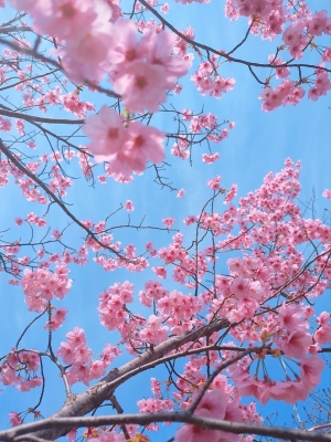 MISAKI(ﾐｻｷ) 桜
