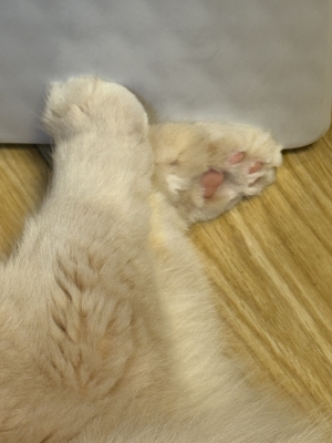 BOSS(ボス) (^ට ‧̫ ට^)੭