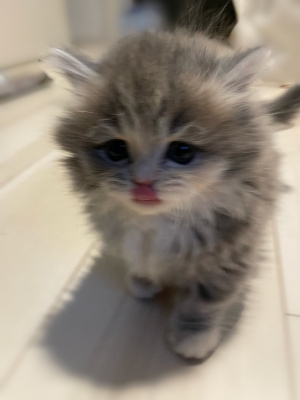 HIO(ﾋｵ) ねこの日