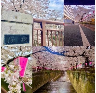 KONOSUKE(ｺｳﾉｽｹ) 目黒川の桜満開