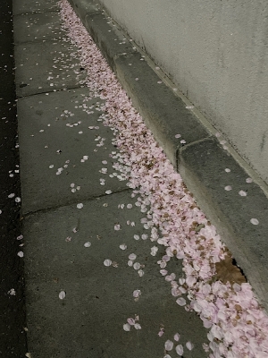 ASAMI(ｱｻﾐ) 桜積もってた
