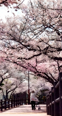 AYUMU(ｱﾕﾑ) 桜