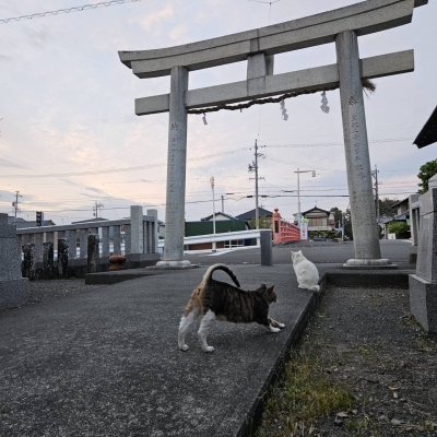 JIROU(ｼﾞﾛｳ) ねこねこ