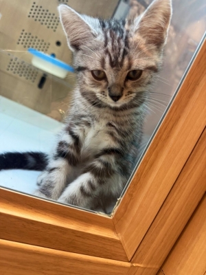 KIRITO(ｷﾘﾄ) 11月も