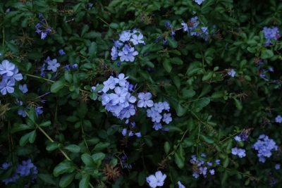 MASH(ﾏｯｼｭ) 青いお花を見ると、カメラを向けたくなる