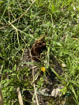 RYUKA(ﾘｭｶ) たけのこ発見発掘隊 〜2026年報告会〜